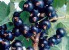 Ribes Nigrum(Black Currant Anthocyanin) 